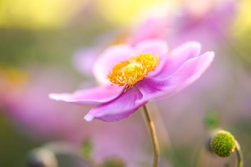 Kostnadsfri bild av anemon, blomfotografi, flora