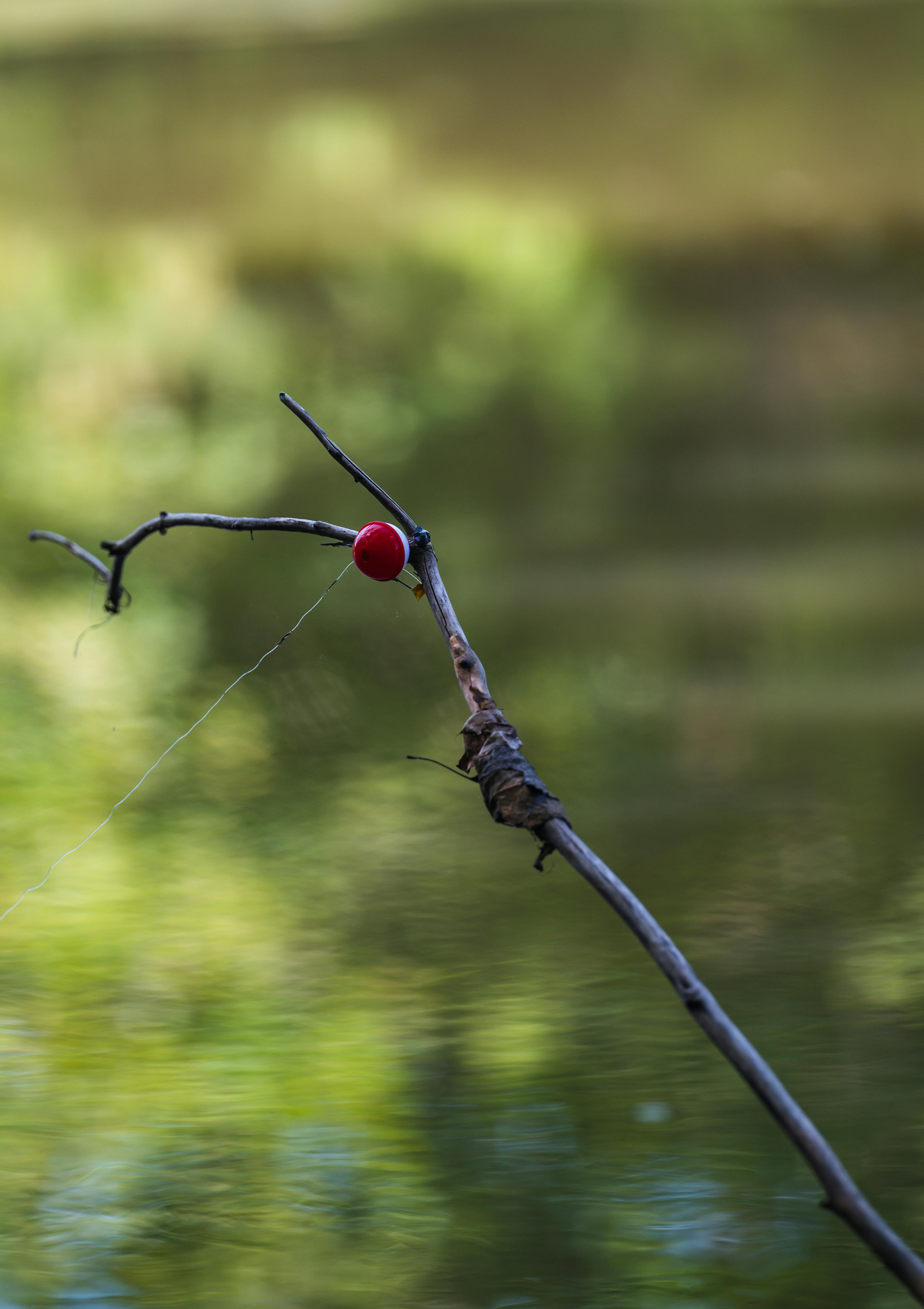 Stick with a Fishing Line over a Lake · Free Stock Photo