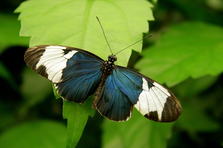 Sara Longwing Butterfly Perched On Green Leaf