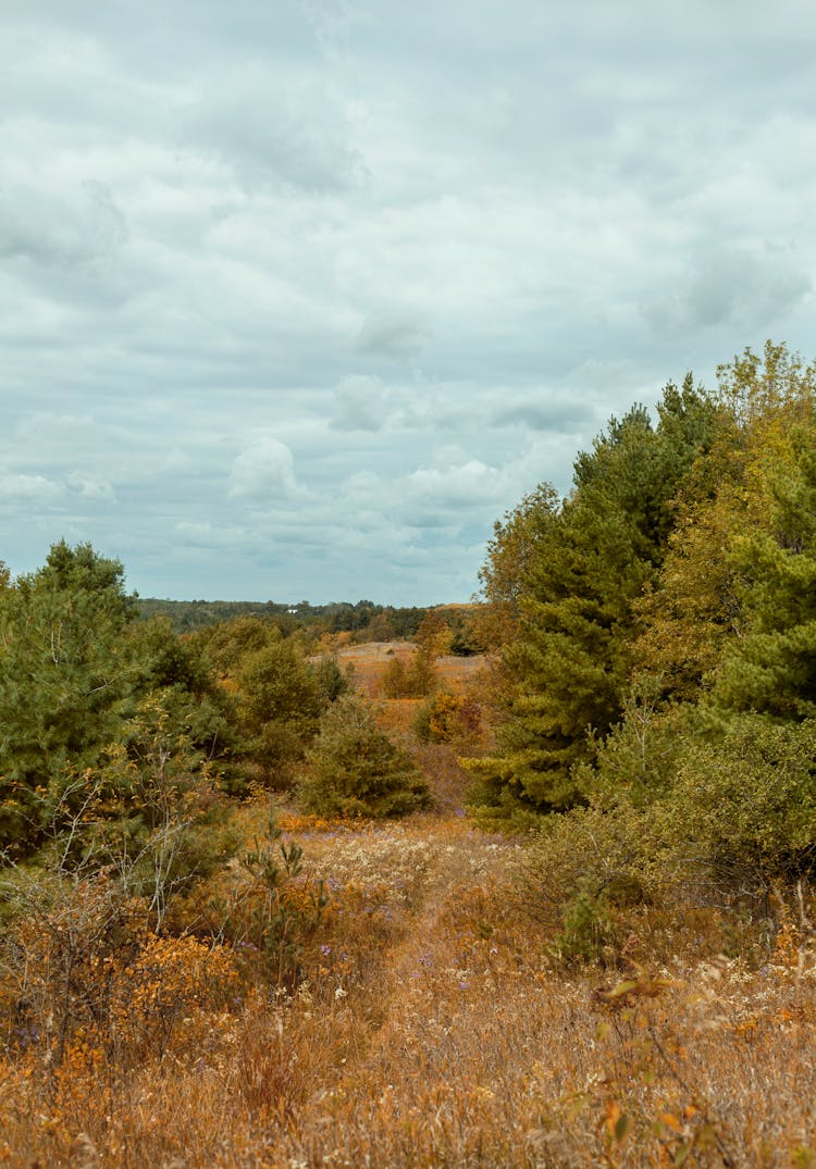 Rural Autumnal Landscape 