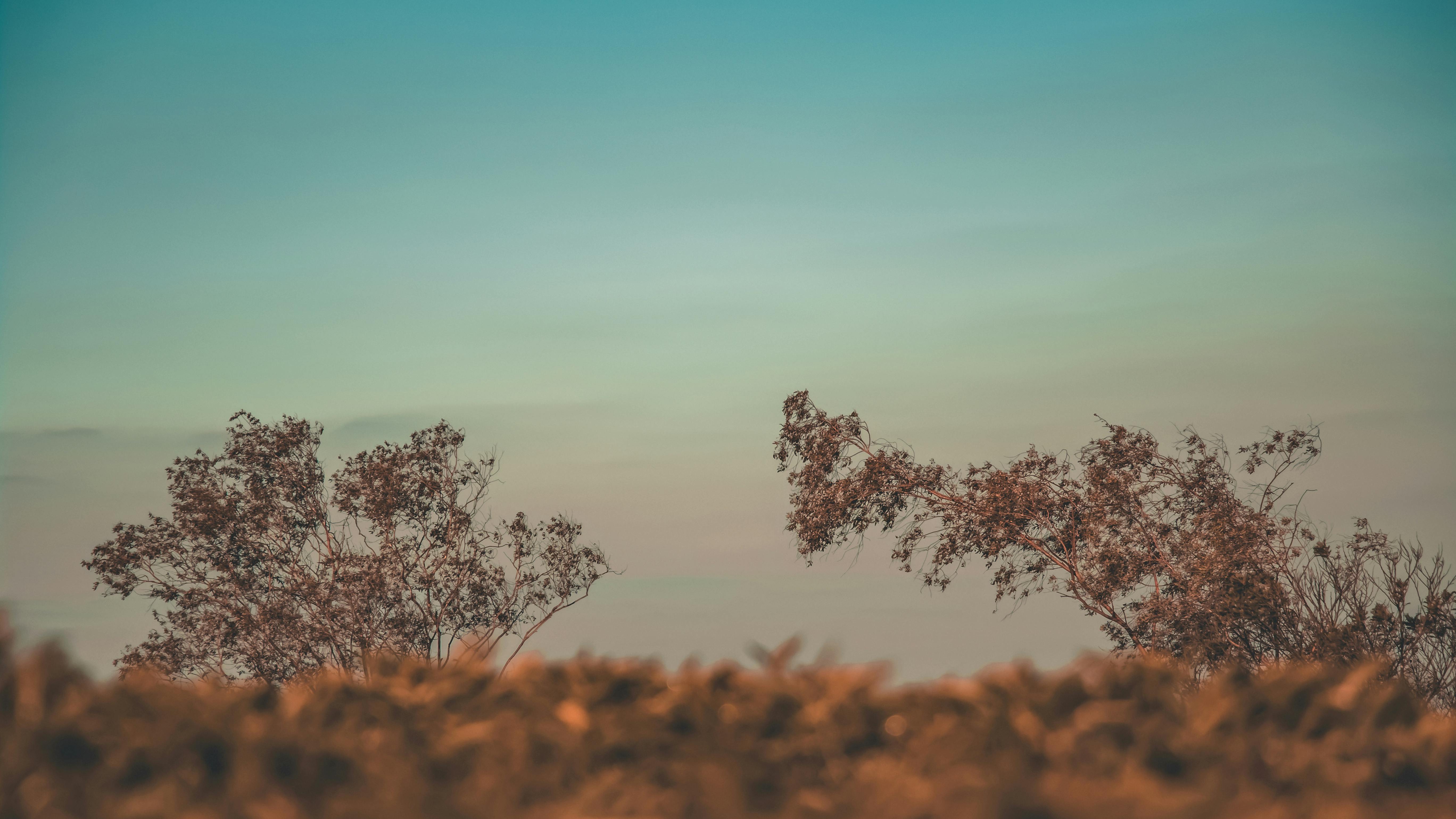 De franc Foto d'estoc gratuïta de a l'aire lliure, arbres, atmosfèric Foto d'estoc