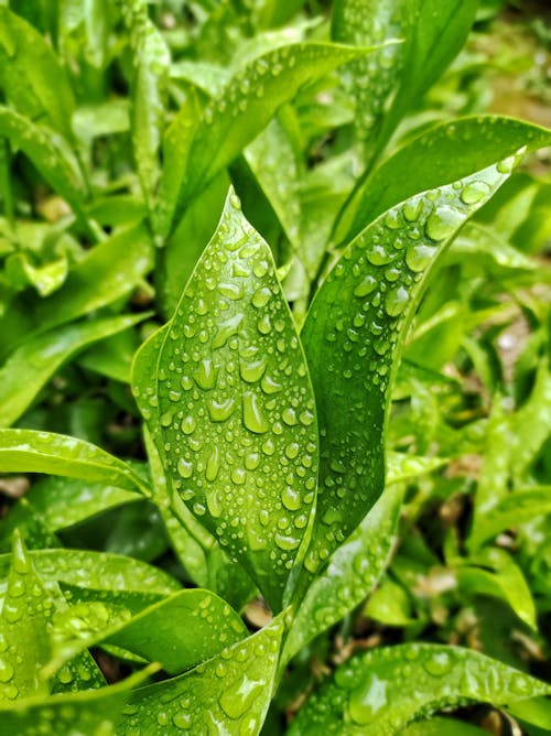 Free Water Droplets on Green Plant Stock Photo