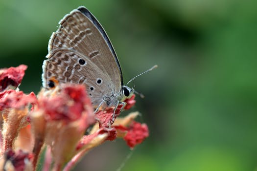 Macro shot of a butterfly perched on vibrant red flowers with a blurred background.