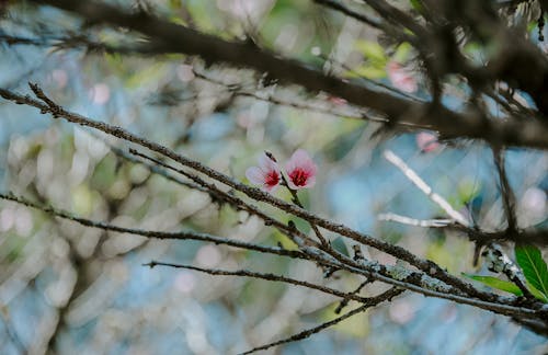 粉色玉蘭花的照片