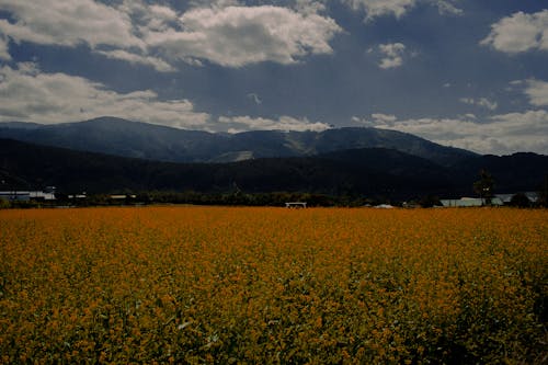 Photography of Flower Field