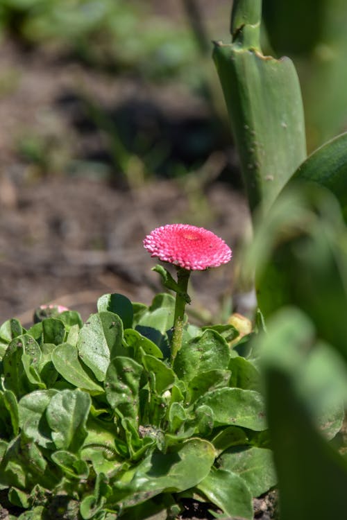 Ilmainen kuvapankkikuva tunnisteilla kasvi, kasvikunta, kukka Kuvapankkikuva