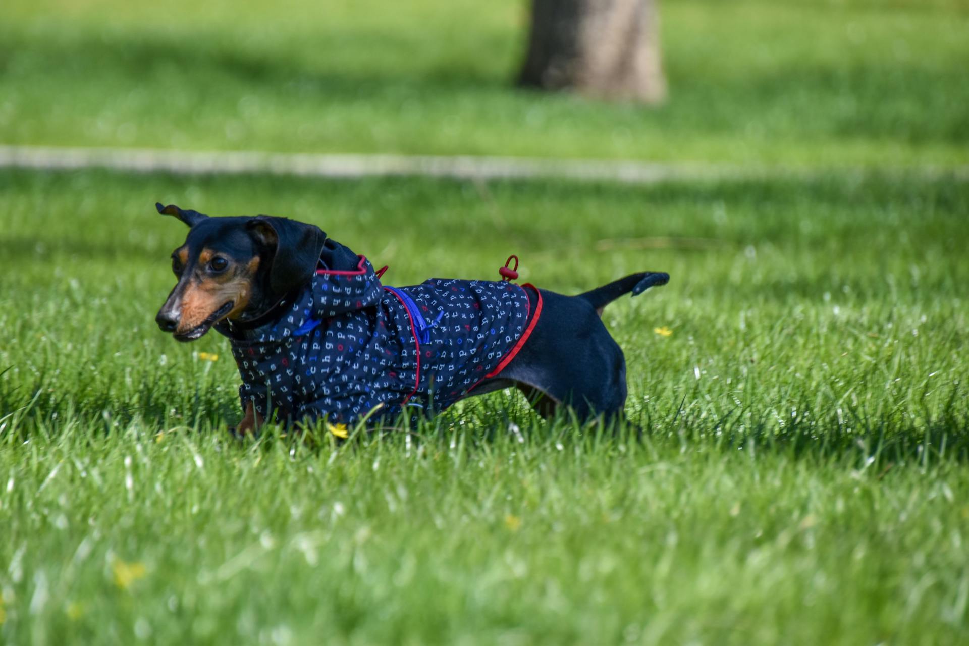 Een teckel in een blauw shirt loopt op het gras .