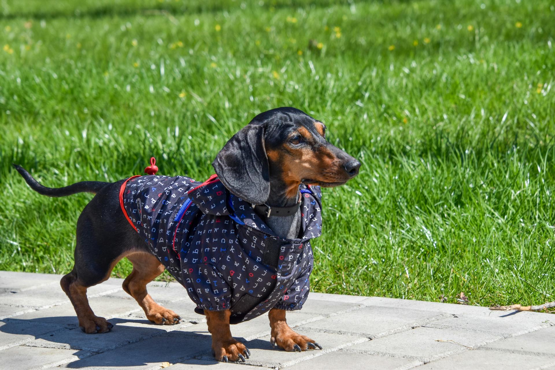 Brown Dachshund Wearing a Shirt Standing on Concrete Floor