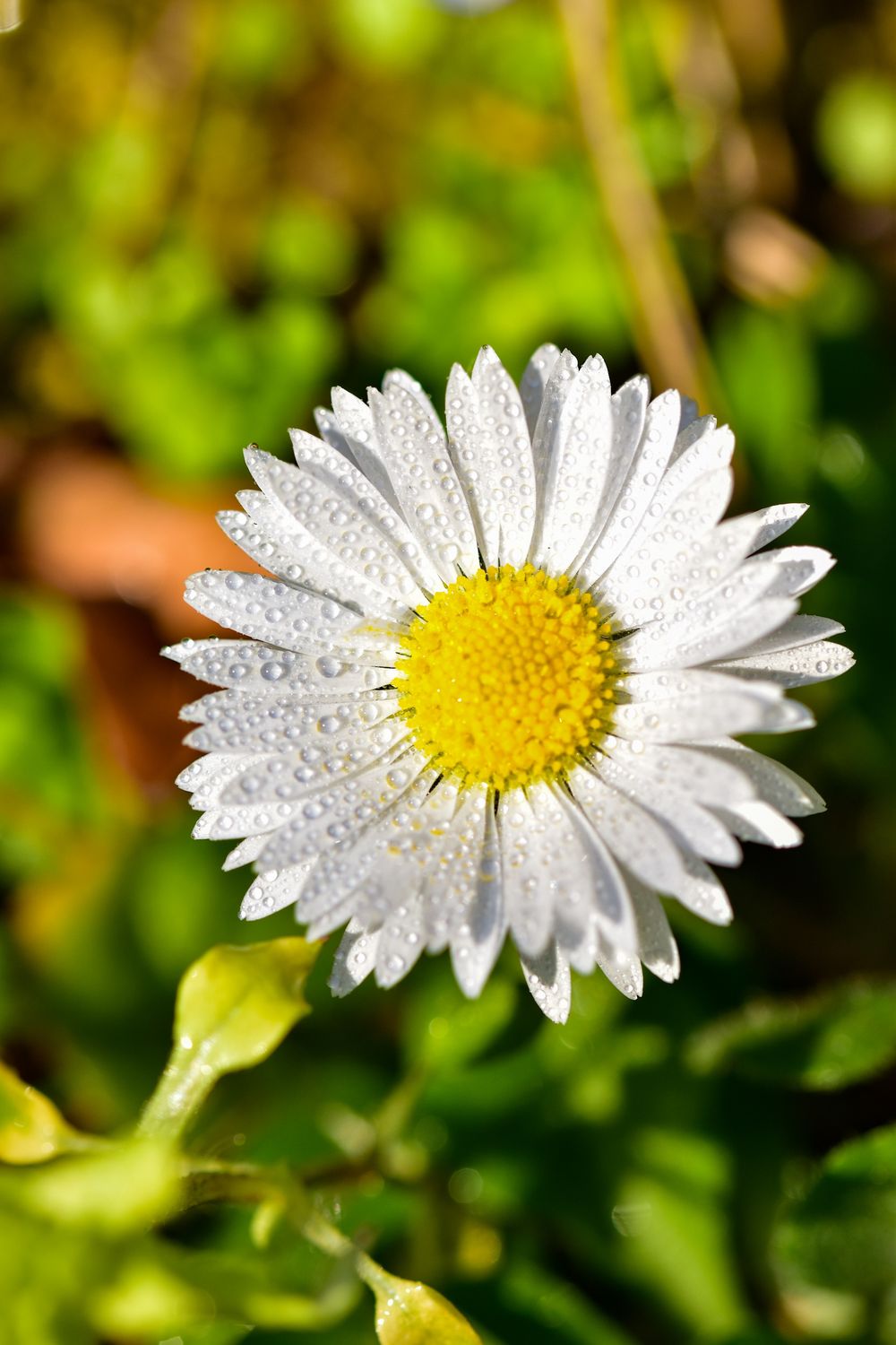 Close Up Photo of a White Flower · Free Stock Photo