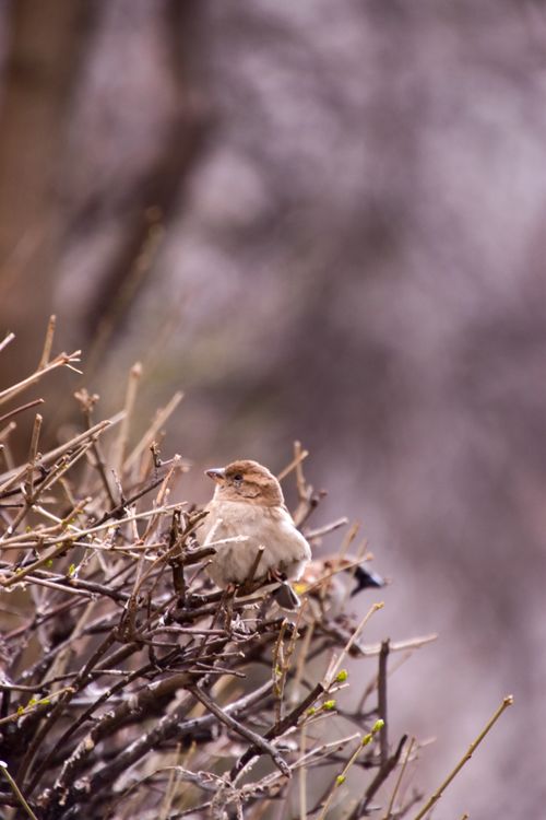Free A sparrow sits on leafless branches in a serene outdoor setting, captured in a close-up shot. Stock Photo