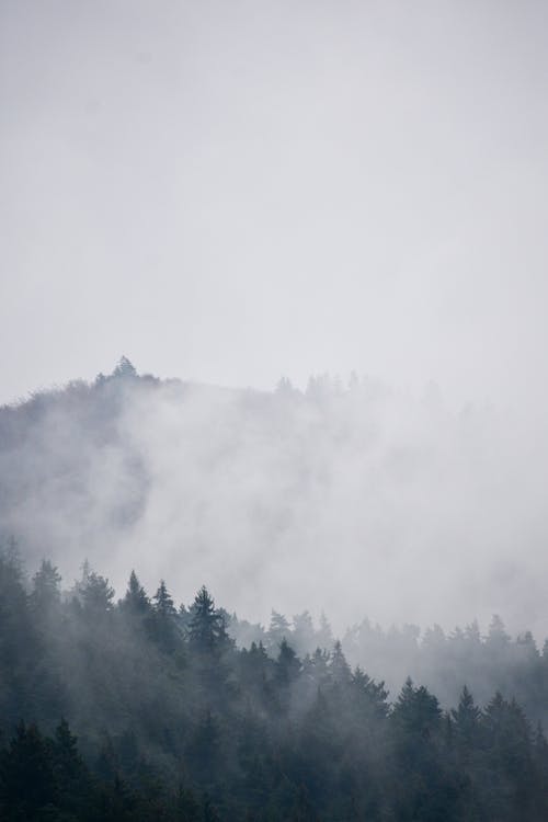Free Drone Shot of a Foggy Forest Stock Photo