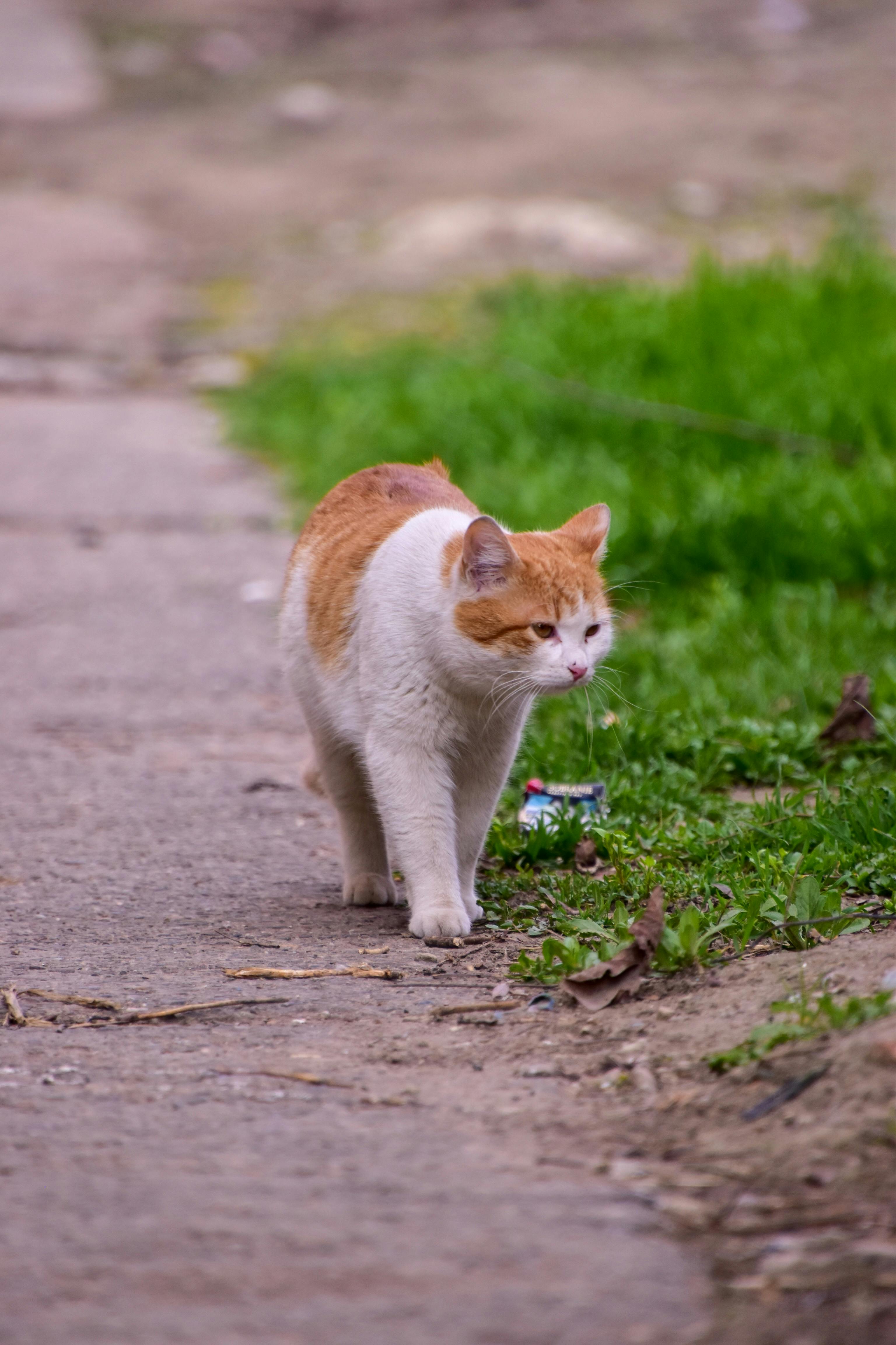 Miễn phí Ảnh lưu trữ miễn phí về bắn dọc, cam tabby, cận cảnh Ảnh lưu trữ