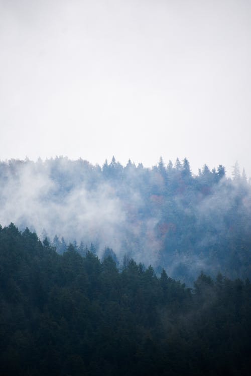 Foto profissional grátis de árvores, com frio, floresta