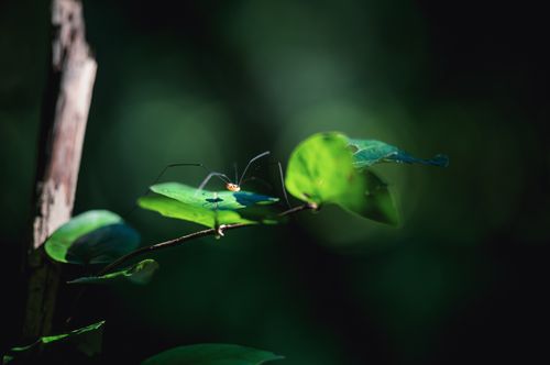 Free A close-up macro capture of a spider delicately perched on vibrant green leaves with a blurred background. Stock Photo