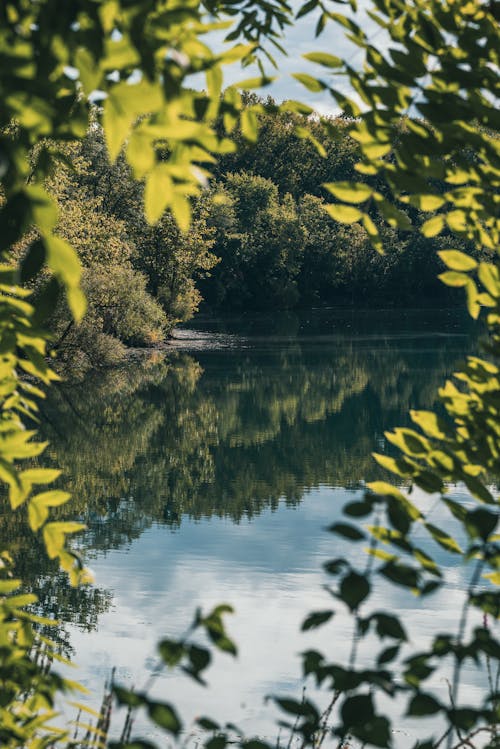 Reflection of Trees on a Body of Water