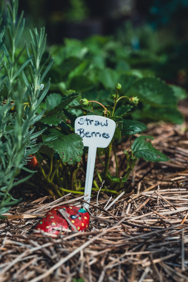 Close Up Photo Of Strawberry Plant