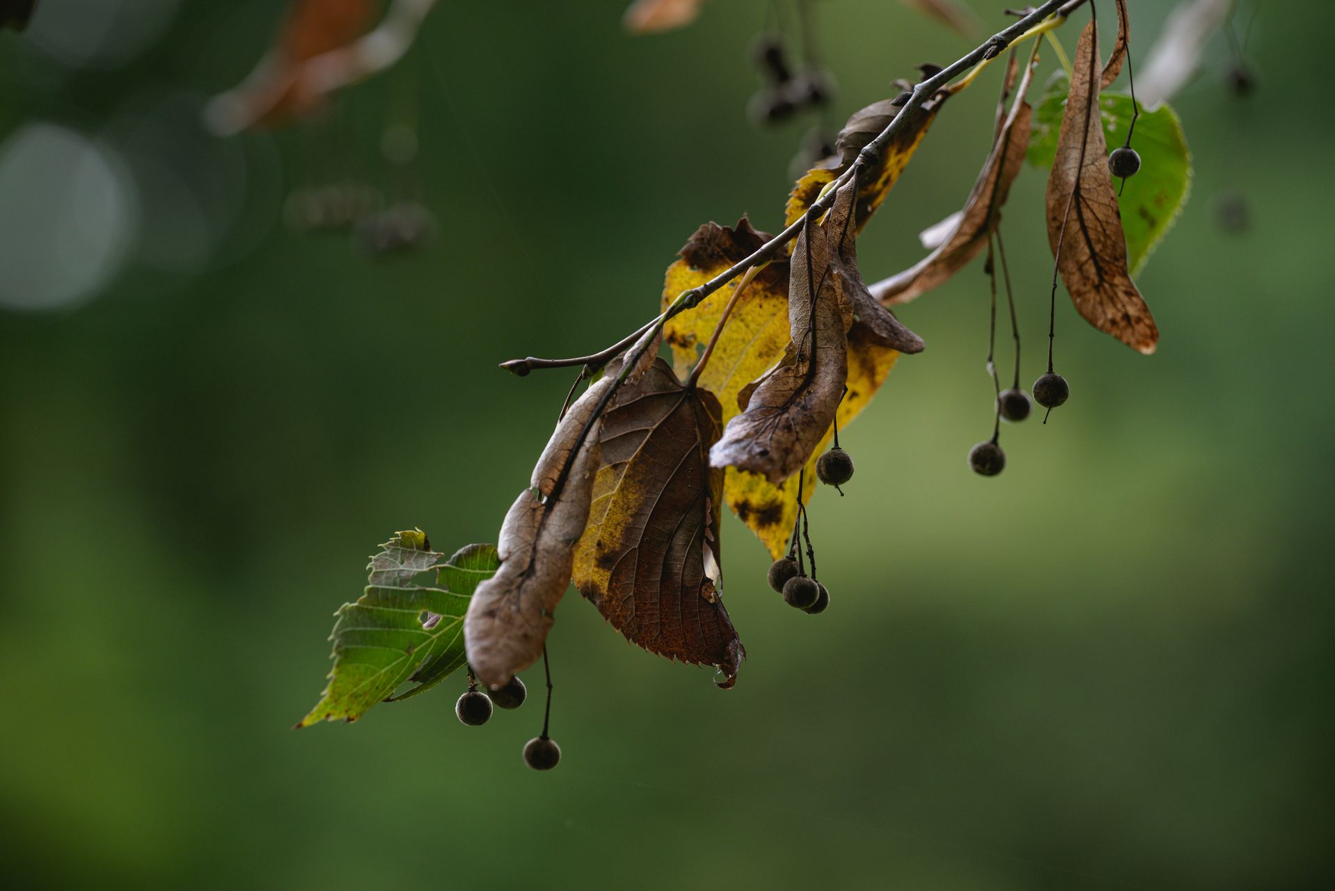Close-up Photo of Withered Leaves