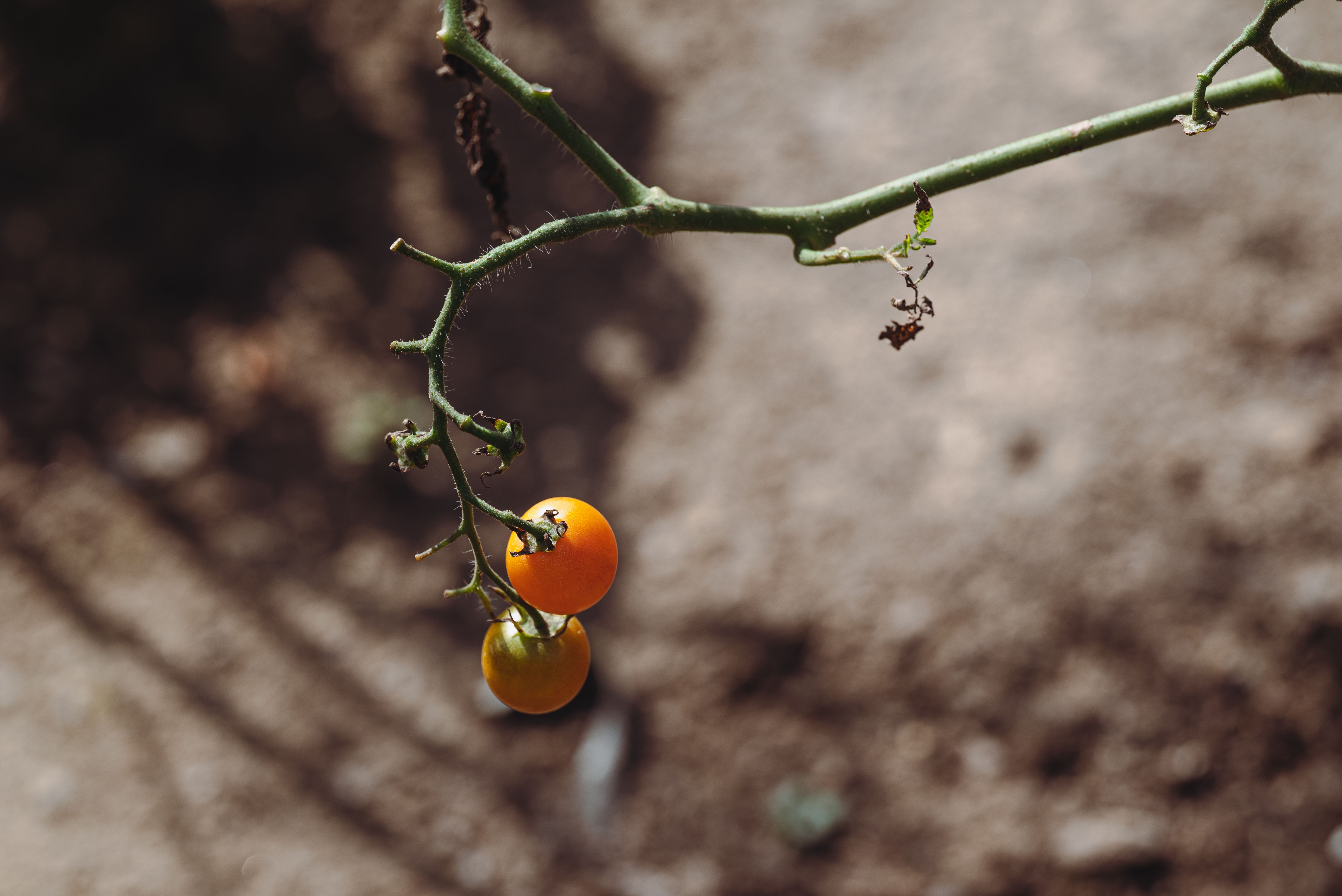 Metabolismo tóxico de Solanum dulcamara muda durante floração e frutificação, revela estudo