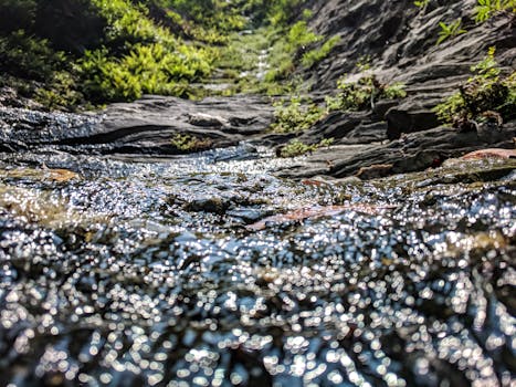 清澈的溪流流过岩石，阳光在茂密的森林中反射出闪闪的光芒