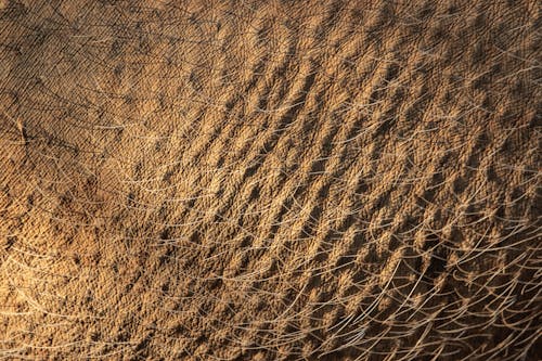 Gratuit Imagine de stoc gratuită din abraziv, animal, close-up extrem Fotografie de stoc