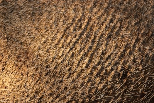 Detailed extreme close-up of elephant skin shows its unique texture and roughness.