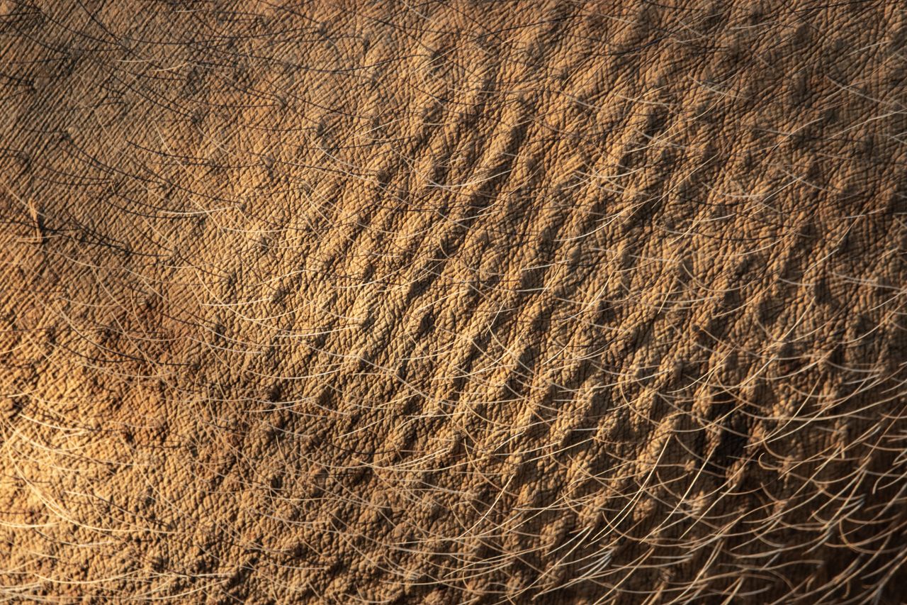 detailed extreme close up of elephant skin shows its unique texture an