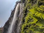 充满活力的绿色蕨类植物环绕着岩石悬崖，一道令人惊叹的瀑布从崖上飞泻而下