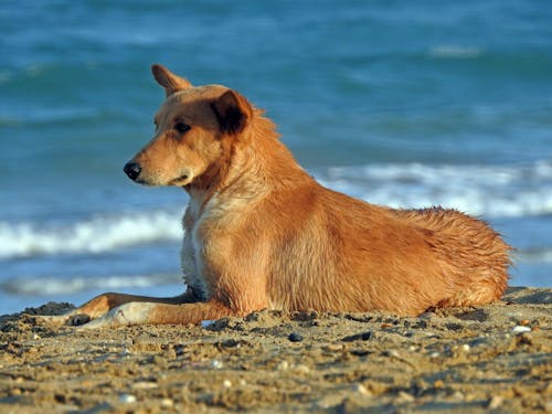 Free Dog Lying on a Sand Stock Photo