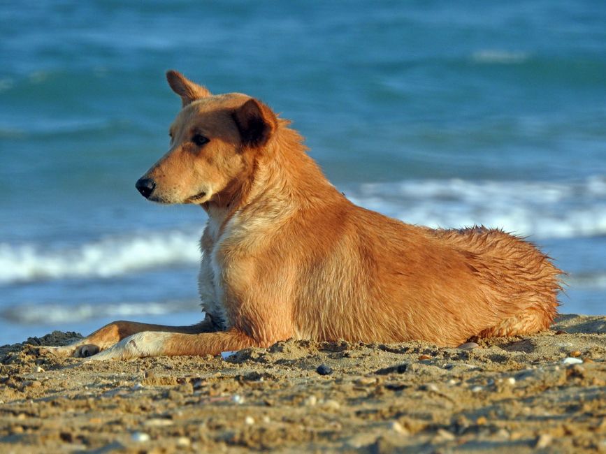 Dog enjoying a sunny day at a San Diego dog beach - San Diego apartments dog amenities Dog enjoying a sunny day at a San Diego dog beach - San Diego apartments dog amenities