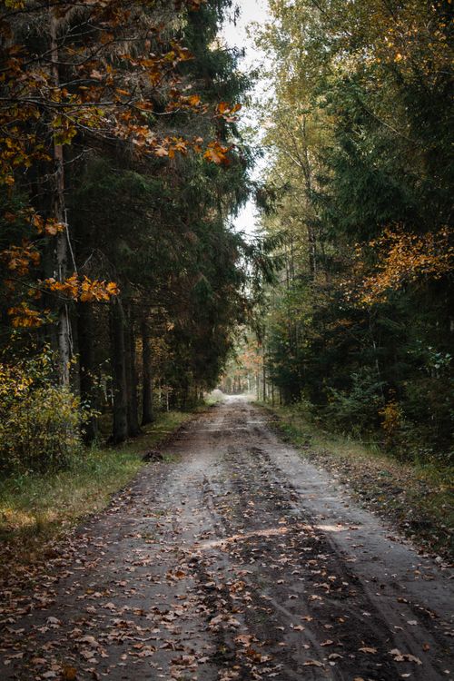 Free A tranquil dirt pathway through a dense forest during autumn, showcasing natural beauty. Stock Photo