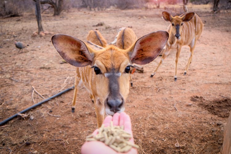 A Person Feeding A Nyala