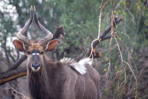 Free A stunning close-up of a Nyala in its natural habitat, showcasing its unique spiral horns. Stock Photo