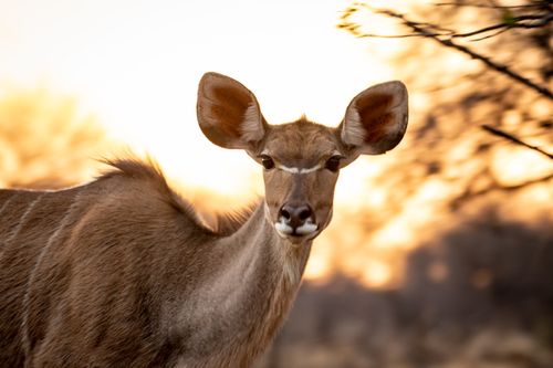 Free Captivating close-up portrait of a kudu antelope in the wild at sunset. Stock Photo