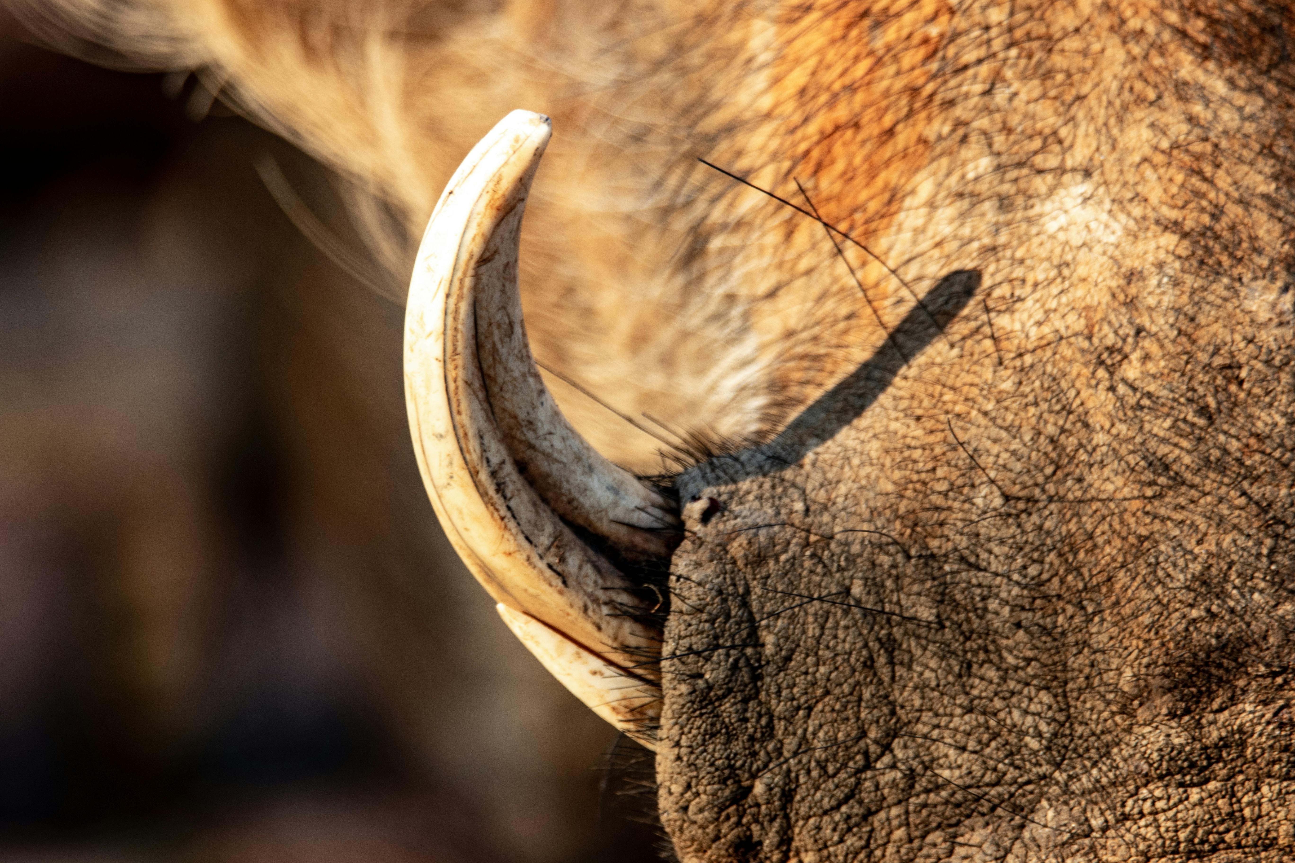 grátis Foto profissional grátis de afiado, África, animais selvagens Foto profissional