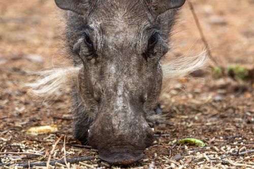 Free Detailed close-up of a warthog in the wild, showcasing its distinct features. Stock Photo