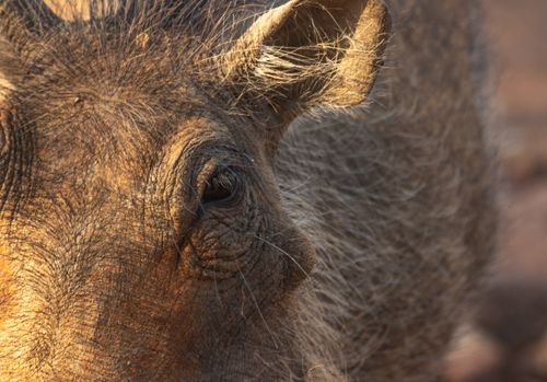 Free Detailed close-up of a warthog's face highlighting its texture and intricate details. Stock Photo