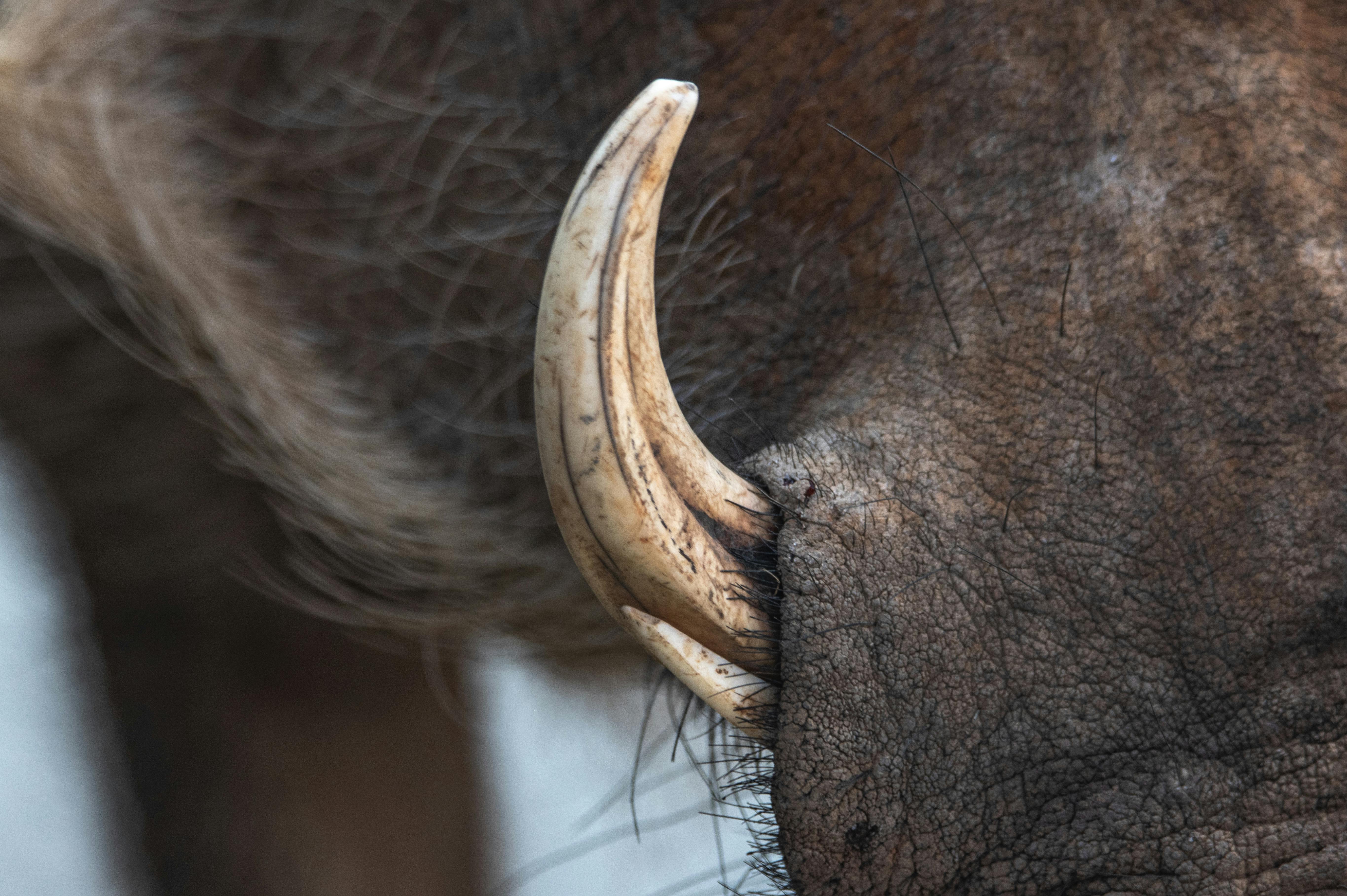 close up of a boar s tusk