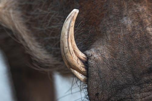 Close-up of a Boar's Tusk