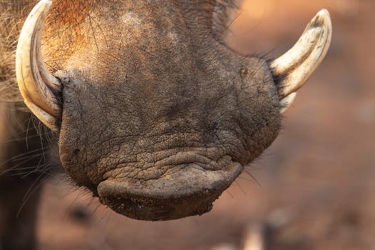 Detailed close-up of a warthog's tusked snout in its natural habitat, showcasing wildlife beauty.