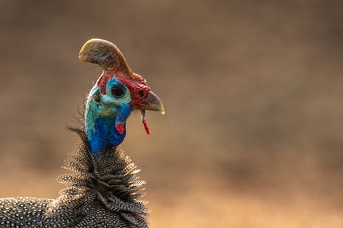 Close-up of the Head of a Chicken