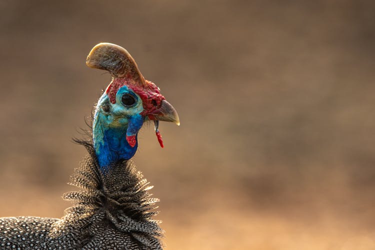 Close-up Of The Head Of A Chicken