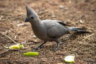 Close-up of a Grey Go Away Bird