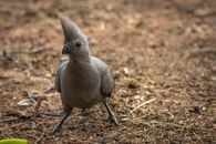 Close-Up Shot of a Grey Lourie Bird