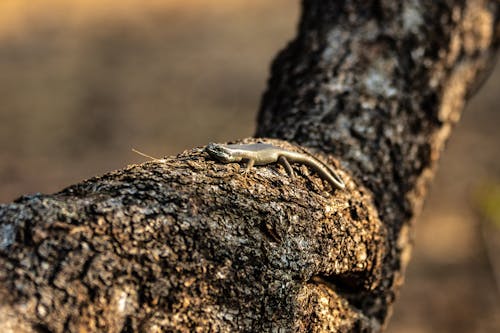 Free A Lizard on a Tree Branch Stock Photo