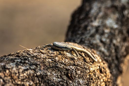 A Striped Skink Crawling on a Wooden Log
