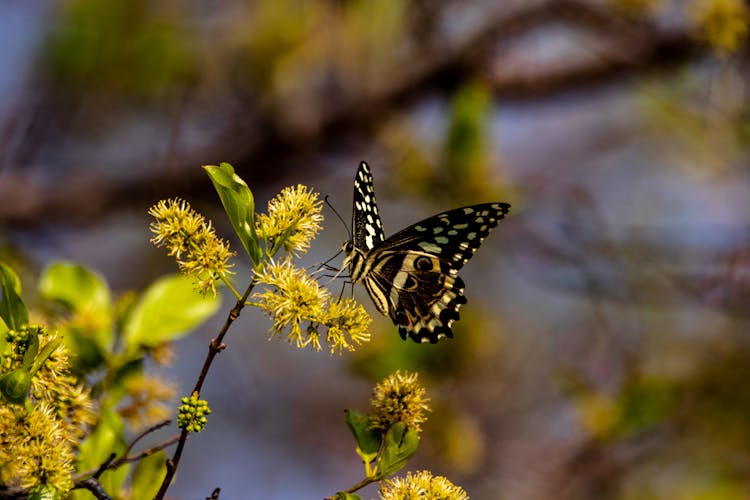 Citrus Swallowtail Butterfly Perched On Yellow Flower