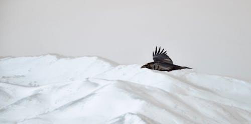 Free stock photo of raven