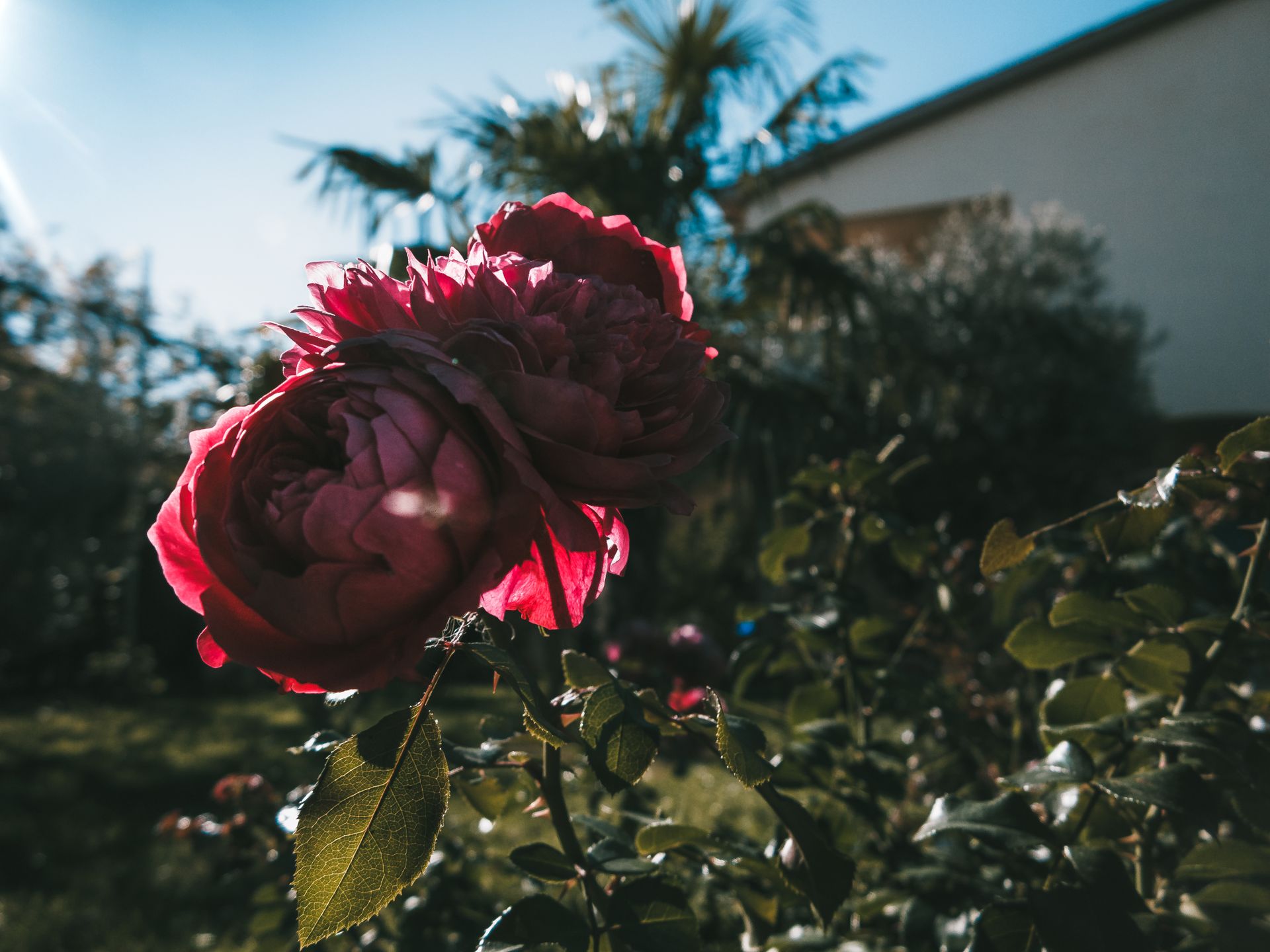 Close-up of a vibrant pink rose in a sunny garden, showcasing natural beauty and tranquility.