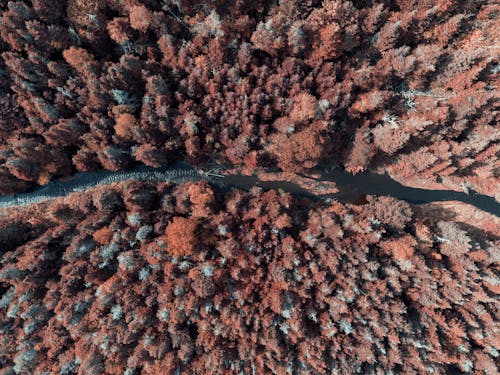 grátis Foto profissional grátis de árvores, floresta, fotografia aérea Foto profissional