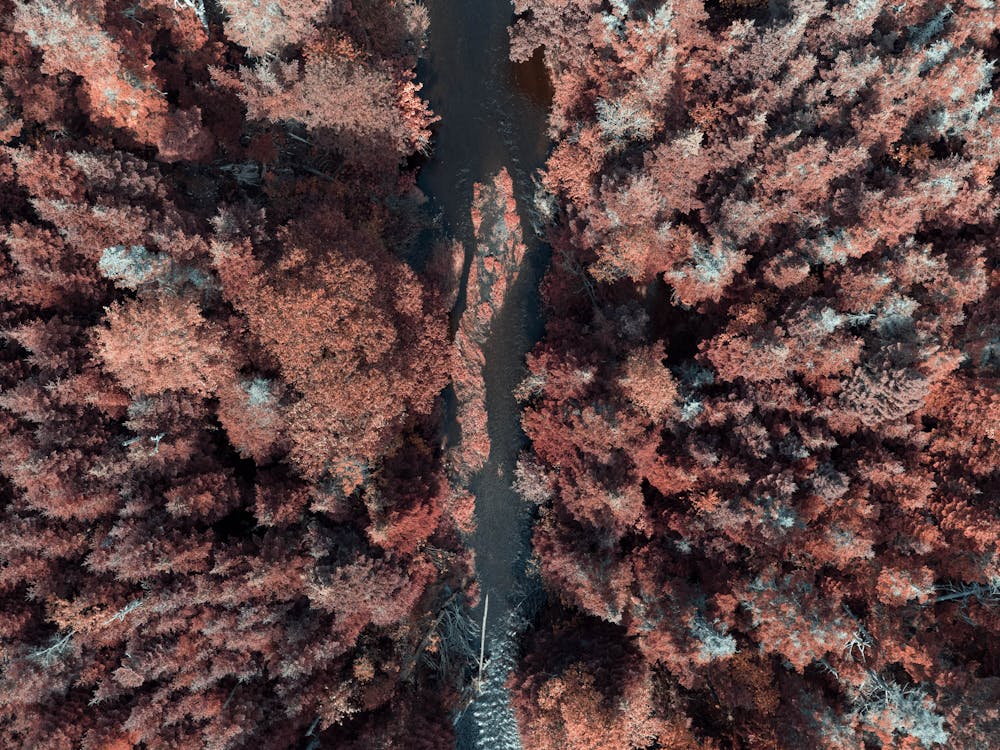 An Aerial Photography of Brown Trees